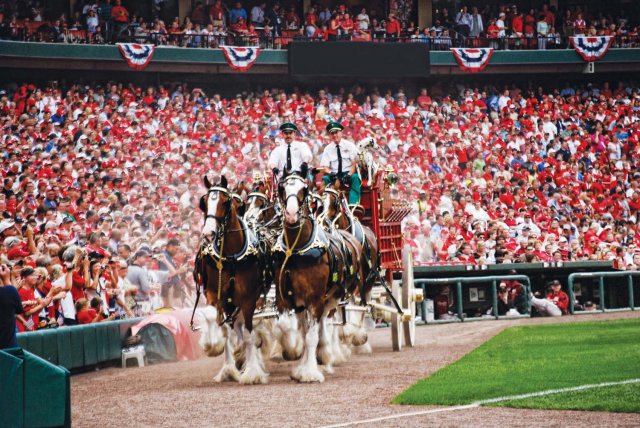 Clydesdales1