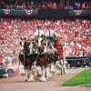 Clydesdales1