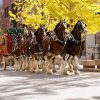 Clydesdales8